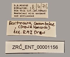 Bactrocera carambolae • All Rights Reserved Museum Label