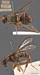 Bactrocera carambolae • © Maimon Hussin • All Rights Reserved