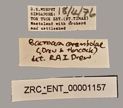 Bactrocera carambolae • All Rights Reserved Museum Label