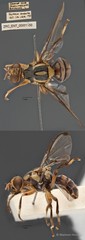 Bactrocera caudata • © Maimon Hussin • All Rights Reserved