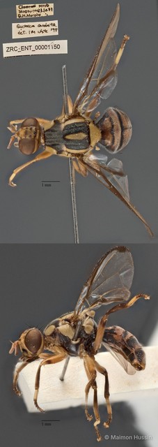 Bactrocera caudata • © Maimon Hussin • All Rights Reserved