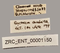 Bactrocera caudata • All Rights Reserved Museum Label