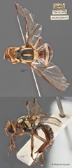 Bactrocera caudata • © Maimon Hussin • All Rights Reserved