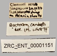 Bactrocera caudata • All Rights Reserved Museum Label