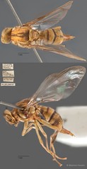 Bactrocera curcubitae • © Maimon Hussin • All Rights Reserved