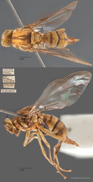Bactrocera curcubitae • © Maimon Hussin • All Rights Reserved