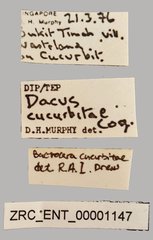 Bactrocera curcubitae • All Rights Reserved Museum Label