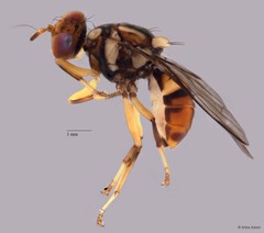 Bactrocera dorsalis