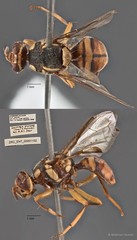 Bactrocera dorsalis • © Maimon Hussin • All Rights Reserved