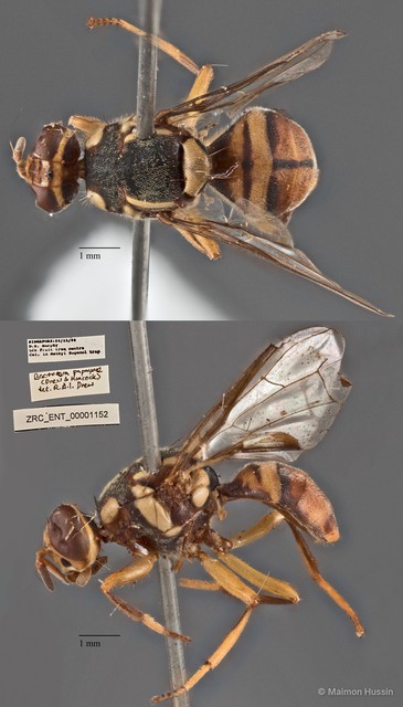 Bactrocera dorsalis
