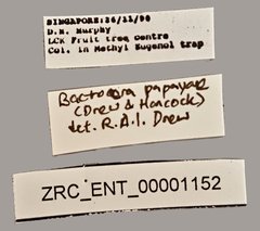 Bactrocera dorsalis • All Rights Reserved Museum Label