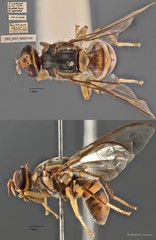 Bactrocera dorsalis • © Maimon Hussin • All Rights Reserved