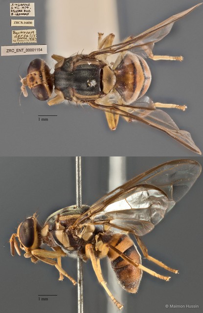 Bactrocera dorsalis