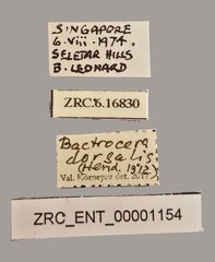 Bactrocera dorsalis • All Rights Reserved Museum Label