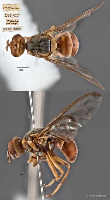 Bactrocera latifrons • © Maimon Hussin • All Rights Reserved