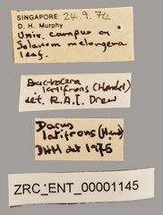 Bactrocera latifrons • All Rights Reserved Museum Label