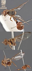 Bactrocera latifrons • © Maimon Hussin • All Rights Reserved