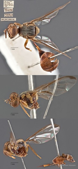 Bactrocera latifrons