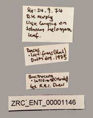 Bactrocera latifrons • All Rights Reserved Museum Label