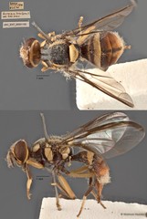 Bactrocera limbifera • © Maimon Hussin • All Rights Reserved