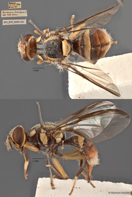 Bactrocera limbifera • © Maimon Hussin • All Rights Reserved