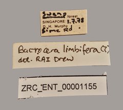 Bactrocera limbifera • All Rights Reserved Museum Label