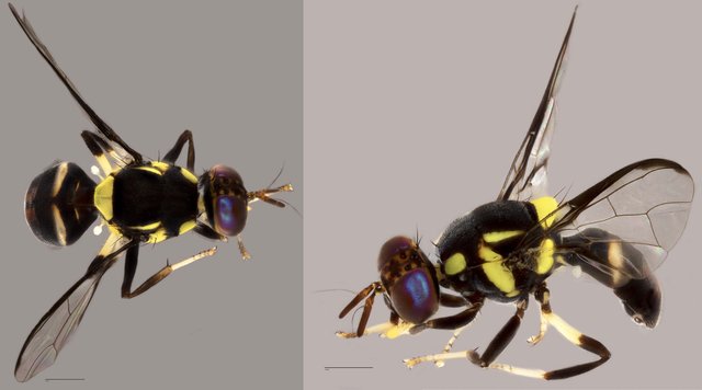 Bactrocera nigrotibialis • © Tan Wee Chye • All Rights Reserved