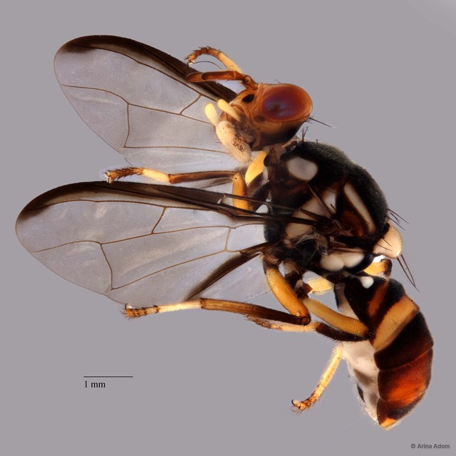 Bactrocera rubigina • © Arina Adom • All Rights Reserved