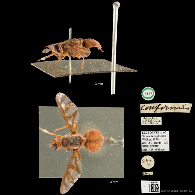 Bactrocera umbrosa