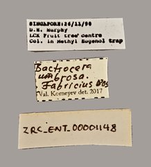 Bactrocera umbrosa • All Rights Reserved Museum Label