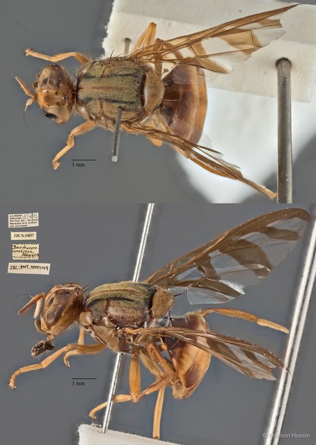 Bactrocera umbrosa