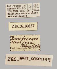Bactrocera umbrosa • All Rights Reserved Museum Label