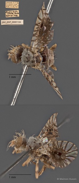 Calloptera asteria • © Maimon Hussin • All Rights Reserved