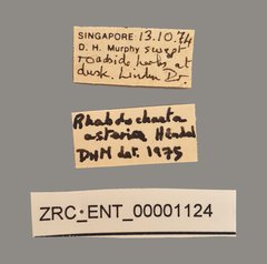 Calloptera asteria • All Rights Reserved Museum Label