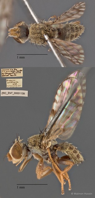 Campiglossa sororcula • © Maimon Hussin • All Rights Reserved