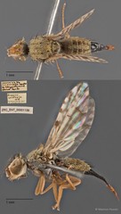 Campiglossa sororcula • © Maimon Hussin • All Rights Reserved