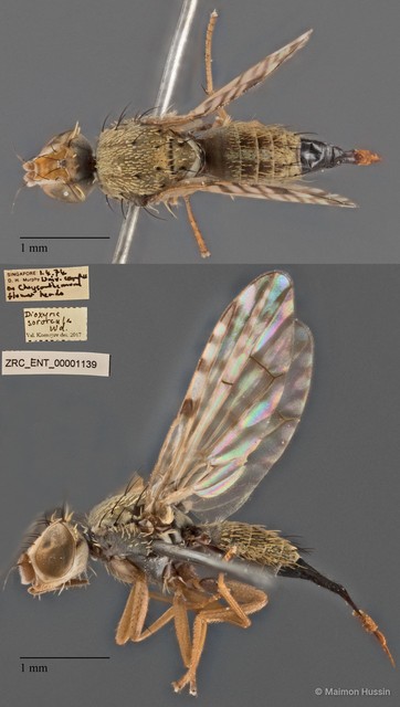 Campiglossa sororcula