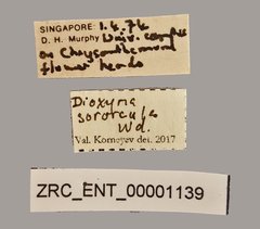 Campiglossa sororcula • All Rights Reserved Museum Label