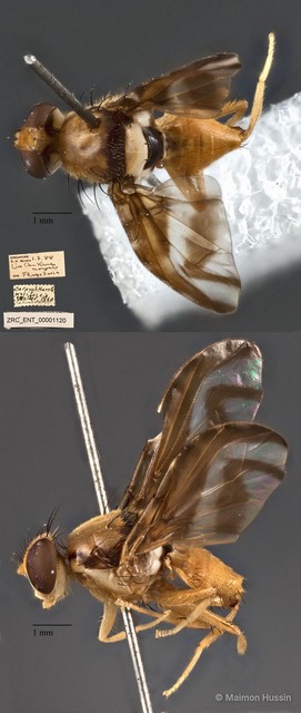 Carpophthorella nigrifascia • © Maimon Hussin • All Rights Reserved