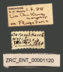 Carpophthorella nigrifascia • All Rights Reserved Museum Label