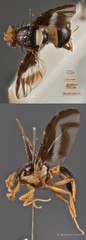 Carpophthorella nigrifascia • © Maimon Hussin • All Rights Reserved