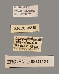 Carpophthorella nigrifascia • All Rights Reserved Museum Label