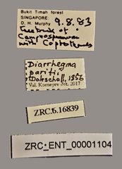 Diarrhegma paritii • All Rights Reserved Museum Label