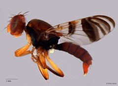Elleipsa sp. "n nr. quadrifasciata" • © Arina Adom • All Rights Reserved