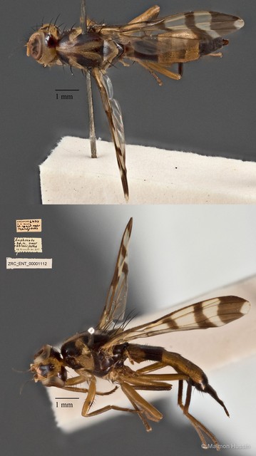 Euphranta sp. "n. nr. psblaniferae" • © Maimon Hussin • All Rights Reserved