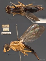 Euphranta sp. "ZRC_ENT_00001113" • © Maimon Hussin • All Rights Reserved