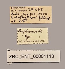 Euphranta sp. "ZRC_ENT_00001113" • All Rights Reserved Museum Label