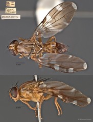Euphranta notabilis • © Maimon Hussin • All Rights Reserved