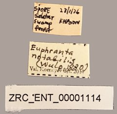 Euphranta notabilis • All Rights Reserved Museum Label