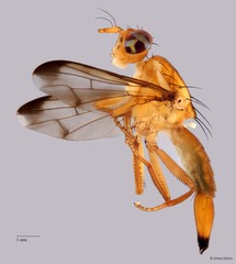 Hardyadrama sp. "n nr. excoecariae" • © Arina Adom • All Rights Reserved